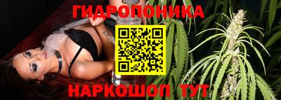 гидра Кингисепп